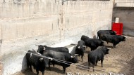 Cinco toros y un novillo de ‘Zalduendo’ para inaugurar la temporada
