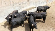 ‘Jabón’, de Benítez Cubero, el toro que abre la feria taurina del Corpus 2012