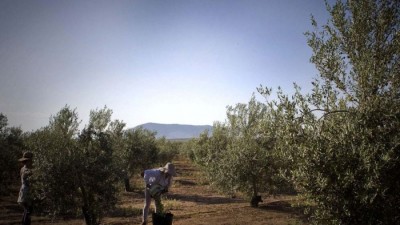 El olivar andaluz espera una temporada media de aceituna