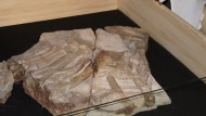 Llegan al Parque de las Ciencias los fósiles del Cazador jorobado de Cuenca