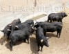 ‘Jabón’, de Benítez Cubero, el toro que abre la feria taurina del Corpus 2012