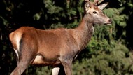 Los agricultores volverán a reclamar a la Junta por los daños causados por ciervos en la Sierra de Baza