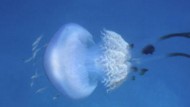 Aparecen en el Mediterráneo ejemplares de medusa de cuya existencia se dudaba