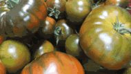 Clara Aguilera advierte de las consecuencias de la entrada masiva de tomate marroquí