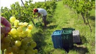 Más de un millón de kilos de uva se recogerán en la vendimia de este año