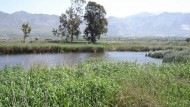 Padul acoge un campo de trabajo joven para el seguimiento de aves migratorias Padul acoge un campo de trabajo joven para el seguimiento de aves migratorias