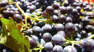 Europa descarta una nueva reforma del sector del vino