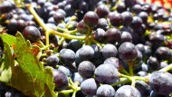 Europa descarta una nueva reforma del sector del vino Europa descarta una nueva reforma del sector del vino