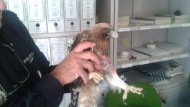 Recuperan en La Zubia un águila calzada, especie protegida, con heridas en un ala Recuperan en La Zubia un águila calzada, especie protegida, con heridas en un ala