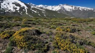 Satisfacción por la inclusión de Sierra Nevada en la cumbre internacional de los espacios protegidos