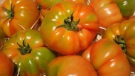 FAECA pide retirar del mercado un 25% del pepino holandes y tomate cherry