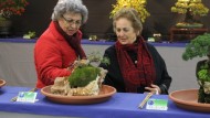 Hasta el domingo se puede visitar la X Expo Bonsái de Almuñécar Hasta el domingo se puede visitar la X Expo Bonsái de Almuñécar