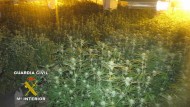 Detenido un joven de 18 años con 251 plantas de cannabis en su domicilio