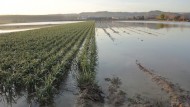 UPA cifra en 33,7 millones las pérdidas en Granada por los daños de la lluvia en el espárrago UPA cifra en 33,7 millones las pérdidas en Granada por los daños de la lluvia en el espárrago