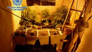 Desmantelan un invernadero indoor de Marihuana instalado en una vivienda que había ocupado la pareja detenida Desmantelan un invernadero indoor de Marihuana instalado en una vivienda que había ocupado la pareja detenida