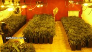 Detenido un individuo con un millar de plantas de cannabis en su domicilio y otro que las cultibaba junto a un colegio Detenido un individuo con un millar de plantas de cannabis en su domicilio y otro que las cultibaba junto a un colegio