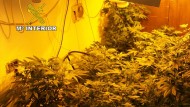 Desmantelado un invernadero con 700 plantas de marihuana en Padul y detenido su dueño