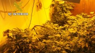 Desmantelado un invernadero con 700 plantas de marihuana en Padul y detenido su dueño Desmantelado un invernadero con 700 plantas de marihuana en Padul y detenido su dueño
