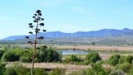 Una muestra de restos fósiles de mamut, protagonista hoy de la jornada de puertas abiertas enl Laguna Una muestra de restos fósiles de mamut, protagonista hoy de la jornada de puertas abiertas enl Laguna