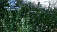 Desmantelado en Motril un centro de cultivo y producción de marihuana, con un detenido