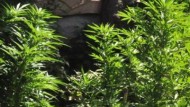 Desmanteladas en Baza dos plantaciones de marihuana en los huertos de dos casas Desmanteladas en Baza dos plantaciones de marihuana en los huertos de dos casas