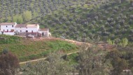 Estudian en Granada nuevas vías que incrementen la rentabilidad del olivar de montaña