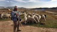 Defienden la importancia del pastoreo tradicional en la ganadería ecológica