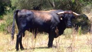 Cómo sacarle más rendimiento a la vaca pajuna Cómo sacarle más rendimiento a la vaca pajuna