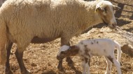 Ganaderos andaluces comercializan productos cárnicos de la Ovino Lojeña Ganaderos andaluces comercializan productos cárnicos de la Ovino Lojeña