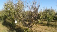 El “fuego bacteriano” comienza a arrasar los frutales de la Vega de Granada con graves pérdidas