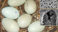 Descubren que un ave “pinta” sus huevos con bacterias que protegen al embrión