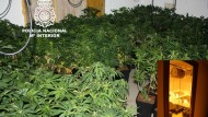 El acoso policial contra los cultivadores de droga que también roban electricidad llega a Las Gabias El acoso policial contra los cultivadores de droga que también roban electricidad llega a Las Gabias