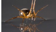 Revelan el mecanismo que siguen las arañas para poder nadar