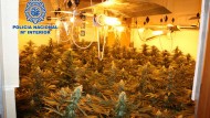 Detenido por cultivar más de 260 plantas de marihuana en una casa de Granada
