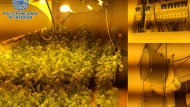 Un detenido con una plantación de marihuana en su vivienda