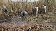 AUDIO: ¿Qué fue del cultivo de la caña de azúcar en la Costa de Granada?