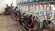 El organismo absorbe mÃ¡s minerales de la leche de cabra si estÃ¡ fermentada