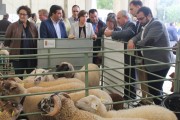 La oveja lojeÃ±a, una exquisitez para el mercado Ã¡rabe