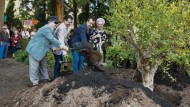 Cerca de 200 mayores celebran su Día con el plantado de un árbol