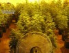 Descubren en Padul más de 1.000 plantas de cannabis