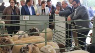 La oveja lojeña, una exquisitez para el mercado árabe
